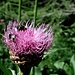 Fiordaliso rapontico <b>(Centaurea rhapontica)</b>.