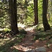 Interessante Wege durch die Bergeller-Wälder