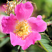 Wilde Rose