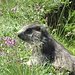 Marmotta im Zoom 