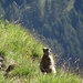 Marmotta hält Ausschau