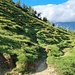 <b>Il sentierino di  mucche, che in direzione SSW aggira il promontorio, è invaso dai cespugli di rododendri, per cui fatico ad accompagnare la bici. Ciò nonostante tengo duro e in 25 minuti dalla bocchetta raggiungo, con un po’ di fiatone, la croce di vetta.</b>