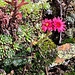 <b>Sempervivum montanum.</b>