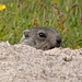 Guckguck