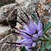 raponzolo di roccia