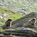 Due marmotte curiose.