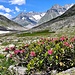 Sogar einige Alpenrosen entdeckt