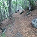 Dopo la giusta sosta, ripartenza attraversando un magnifico bosco di faggi, dove Mario troverà un bastone (che io battezzerò il “bastone di San Giulio”) come spesso gli ho visto fare altre volte: l'anima del pastore sardo che è dentro di lui, spesso si manifesta con la necessità di munirsi di un nodoso bastone per condurre un ipotetico gregge...