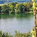 Am Rhein zwischen Hemishofen und Stein am Rhein angelangt