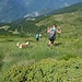si galleggia tra erba isiga (ciularina), ginepri e rododendri...