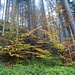mystische Herbstimmung