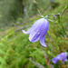 Glockenblumen