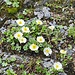<b>La singolare distesa è ingentilita dalla presenza del Ranuncolo alpestre (Ranunculus alpestris) e da numerosi cuscinetti di Silene sp..</b> 