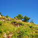Oberhalb der Baumgrenze