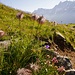 Verblühte Alpen-Anemonen