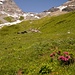 Zuoberst blühen noch die letzten Alpenrosen