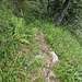 Giunto sulla dorsale dell'Alpe Selvaccia, trovo un sentiero evidente che scende a tornanti...