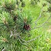 Giovane esemplare di Pinus mugo Turra subsp. uncinata, ben diverso dal pino mugo delle alpi orientali, dal portamento prostrato