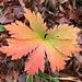 ... und apartes Herbstblatt