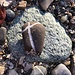 aussergewöhnlich schön: dieser Stein mit Kreuz - für Bernadette