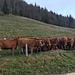 sie warten auf die Fütterung - vor Hinter Weissenstein