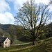 stattlicher Einzelbaum (und Gehöft) vor dem Nesselboden