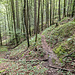 Der Pfad schwenkt zusammen mit dem Teyergraben in das Tal des Litzlbachs ein und ...