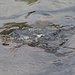 Krokodile im Bergsee.....