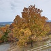 Herbstliche Farben (auf dem Mount Holyoke)