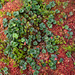 Moltebeeren (Rubus chamaemorus) auf Sphagnum