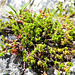 Zwittrige Krähenbeere (Empetrum hermaphroditum)
Mountain Kråkbär