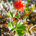 Nicht ganz reife Moltebeere (Rubus chamaemorus)
Inte riktigt mogen hjortron