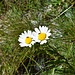 margherita alpina
