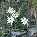 Etoile des neiges, mon coeur amoureux... 