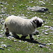 pecore vallesane