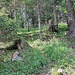 Gut markierter Waldweg oberhalb dem Lärchähöggli