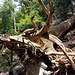 Im Bergwald