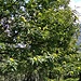 Nei pressi del Tempietto di San Fedelino troviamo un bellissimo albero di castagne. Ovviamente vista la stagione i ricci sono ancora verdi.