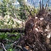 Eccoli gli alberi caduti che ostacolano il sentiero cai che ricongiunge il Tempietto di San Fedelino alla variante alta.