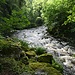 Noch kurz vor dem Austritt aus der engen Schlucht sieht die Wolfsteiner Ohe ziemlich wild aus.