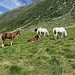 Kühe und Pferde auf der Alp Grialetsch