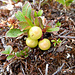 Nicht zu identifizierende Beeren, Blatt passt nicht zur Preisselbeere und nicht zur Cranberry