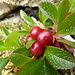 Wer kennt diese Beeren?
