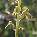 "Männchen" des Großen Zweiblatts (Listera ovata)
