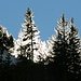 The sun shining on icy pine trees