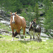 Pferd und Esel