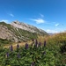 Aconitum napellus