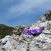 Campanula raineri