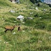 Camosci alla Foppa del Ger