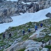 <b>Vedo una guida che accompagna, con passo sostenuto, cinque alpinisti; sono diretti al Vorder Tierberg (3091 m). </b>